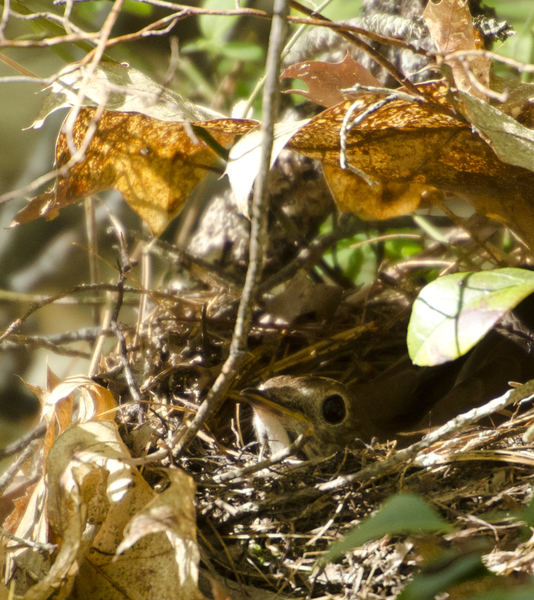 Catharus guttatus