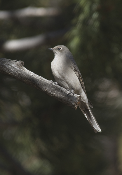 Passeriformes