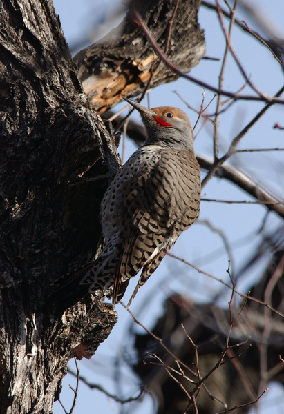 Piciformes