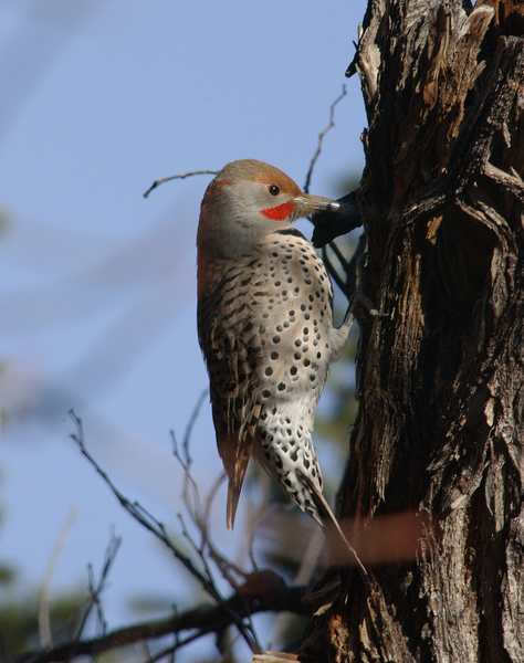 Colaptes auratus