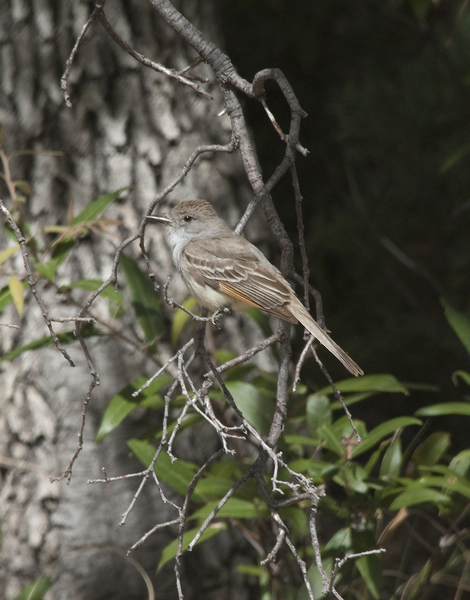 Passeriformes