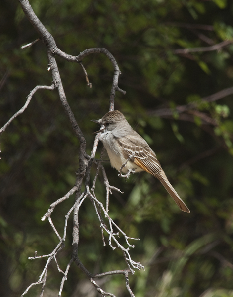 flycatcher0513