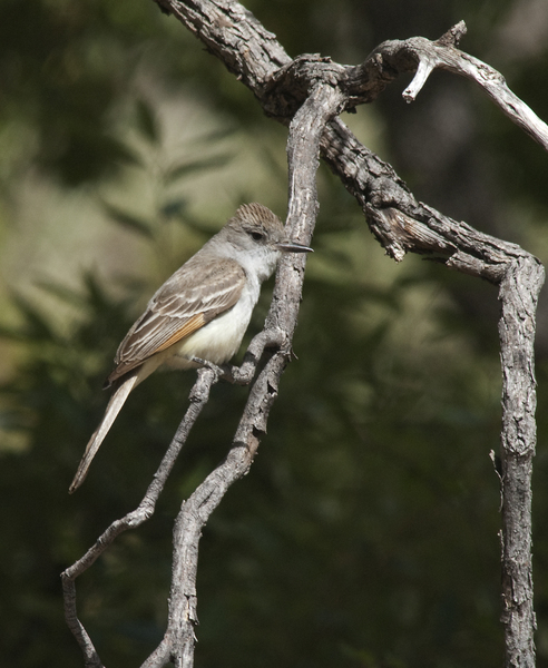 Myiarchus tyrannulus