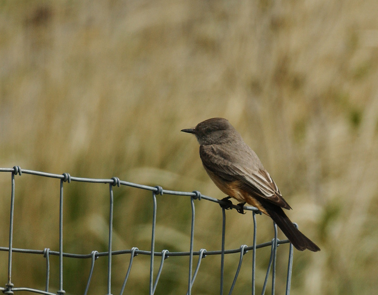 Passeriformes