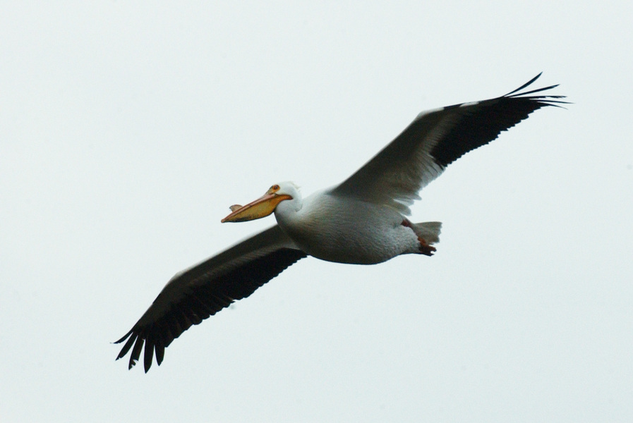 Pelecanus