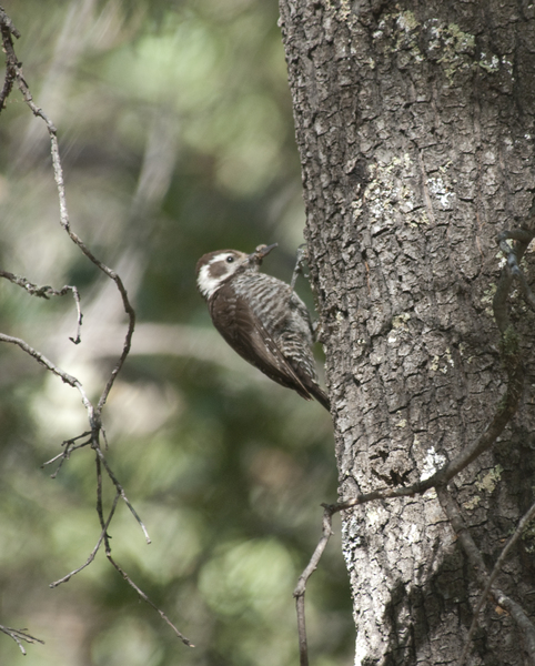 Piciformes