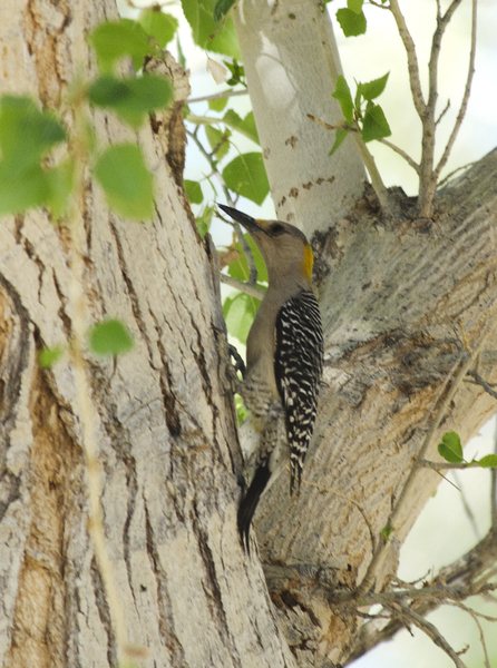 Piciformes