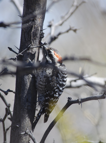 Piciformes