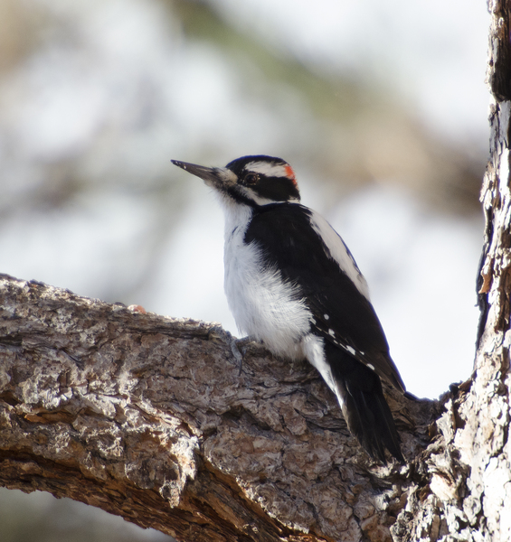 Piciformes