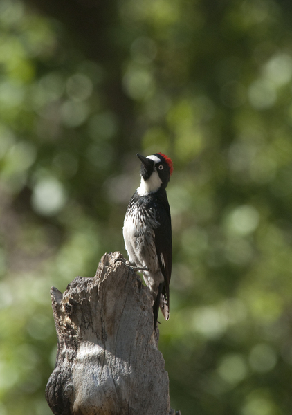 Piciformes