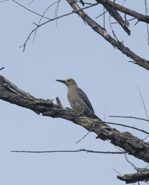 gila_woodpecker0413