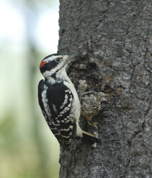 Picoides villosus