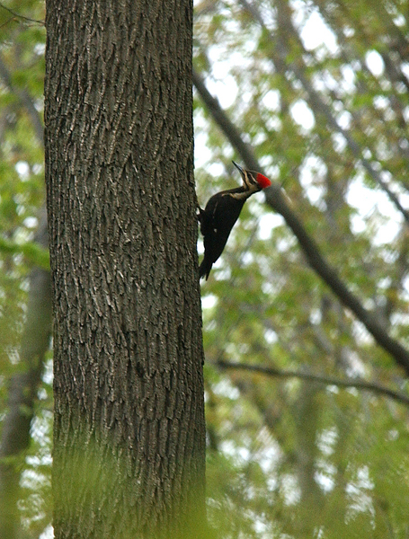 pileated4204