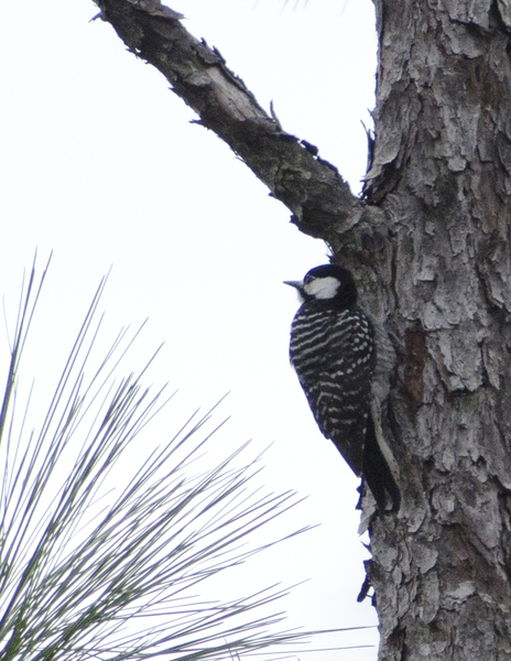 Piciformes