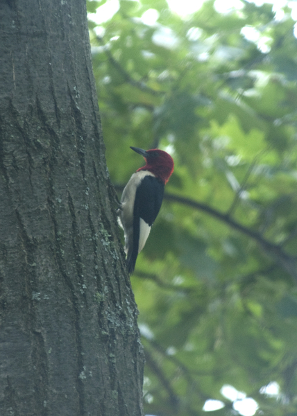 Piciformes