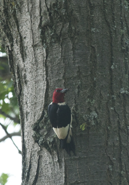 Piciformes