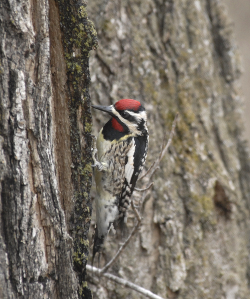 Sphyrapicus