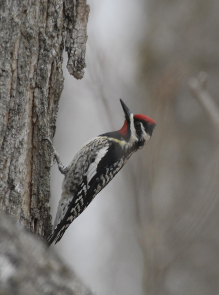 Sphyrapicus