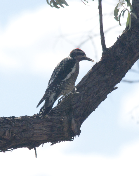 Piciformes