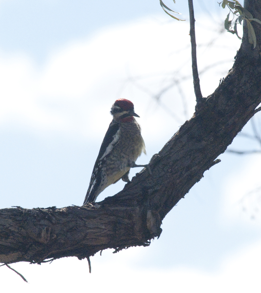 Sphyrapicus nuchalis