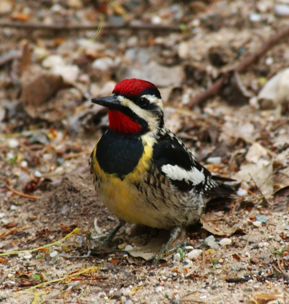 Sphyrapicus