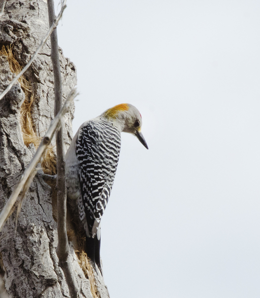 woodpecker1950