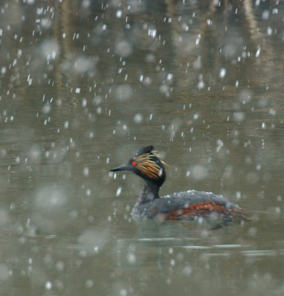 Podiceps nigricollis