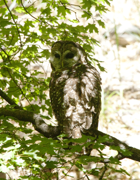 spotted_owl0823