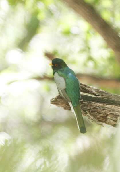 trogon1178