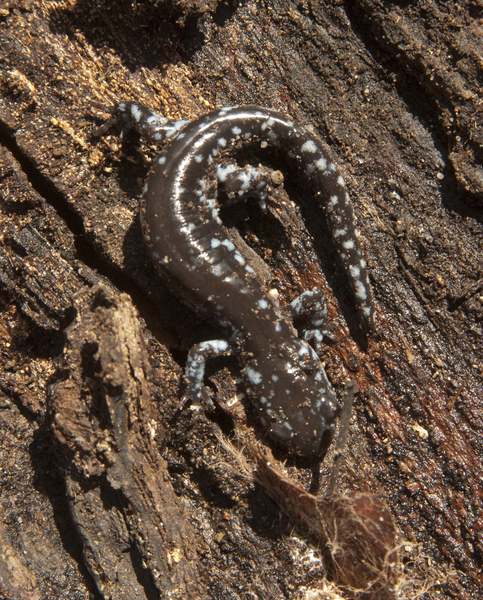 Ambystoma laterale