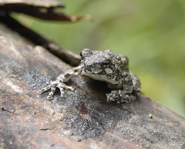 Hyla chrysoscelis