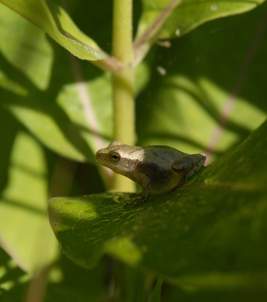 Pseudacris crucifer