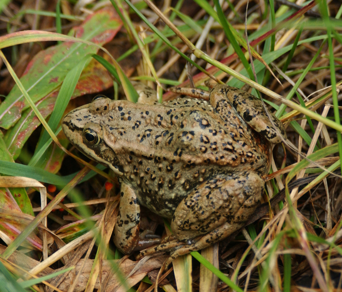 Rana luteiventris