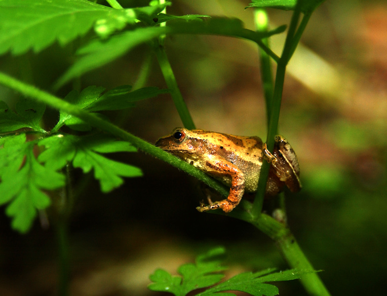 Pseudacris crucifer