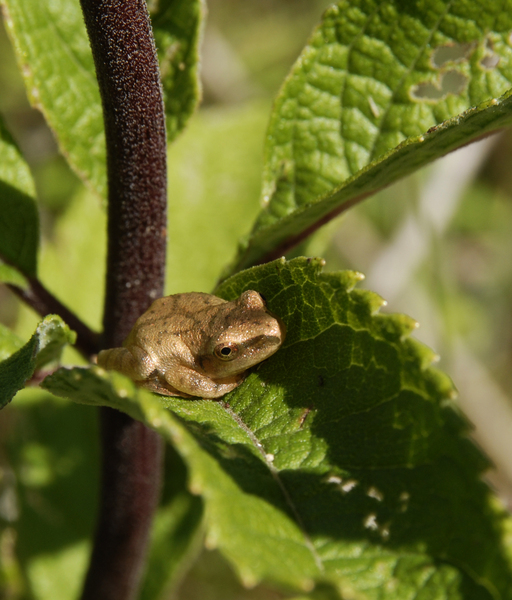 Amphibia