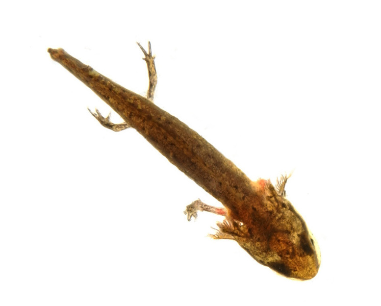 salamander2