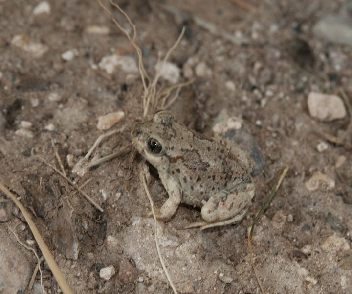 Scaphiopodidae