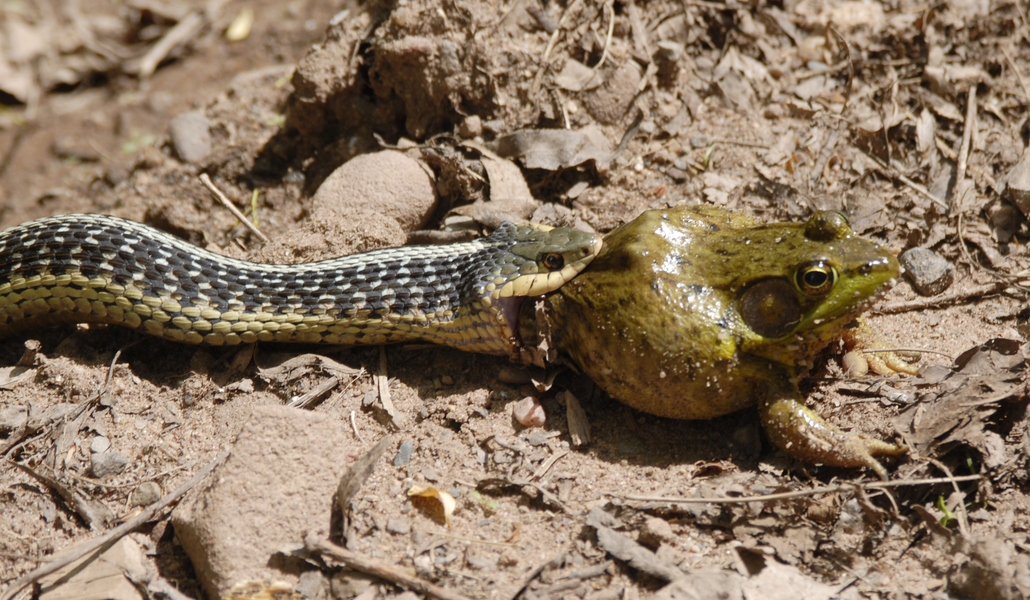 Lithobates clamitans clamitans