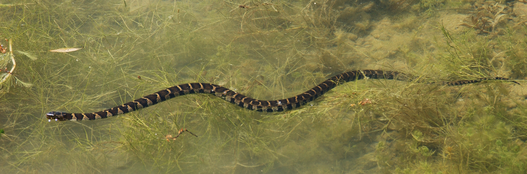 Nerodia sipedon