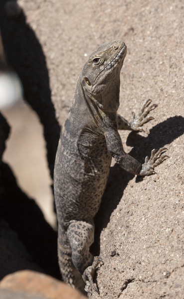 Ctenosaura hemilopha