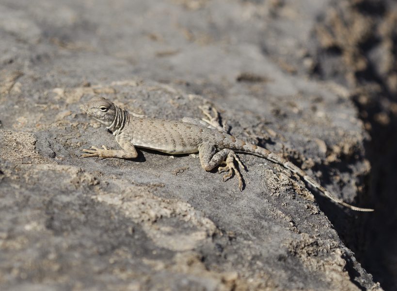 Cophosaurus texanus