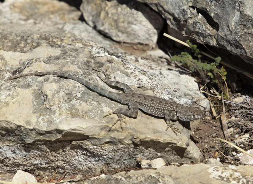 Sceloporus8923