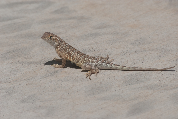 Photo of Holbrookia maculata