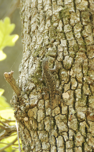 Sceloporus undulatus