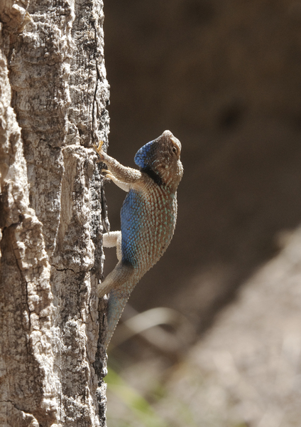 Sceloporus clarkii