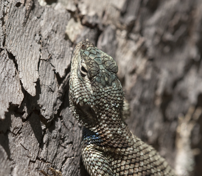 Sceloporus