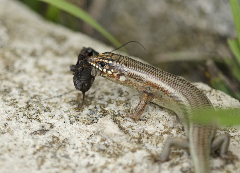 Euteleostomi