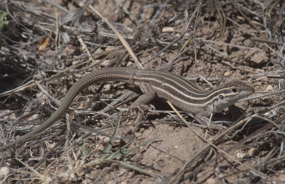 Cnemidophorus sonorae