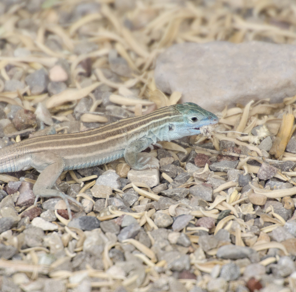 Euteleostomi