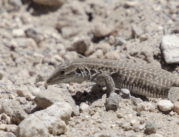 Photo of Cnemidophorus neomexicanus